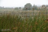 USCA04131447 Año Nuevo State Park