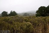 USCA04131452 Año Nuevo State Park