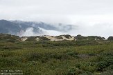 USCA04131466 Año Nuevo State Park