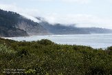 USCA04131474 Año Nuevo State Park