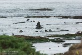 USCA04131538 noordelijke zeeolifant / Mirounga angustirostris