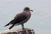 USCA01130153 Heermanns meeuw / Larus heermanni