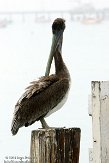 USCA01130160 bruine pelikaan / Pelecanus occidentalis