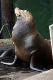 USCA01130172 Californische zeeleeuw / Zalophus californianus