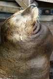USCA01130175 Californische zeeleeuw / Zalophus californianus