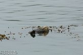 USCA01130188 zuidelijke zeeotter / Enhydra lutris nereis