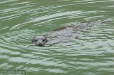 USCA01130190 gewone zeehond / Phoca vitulina