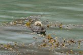 USCA01130218 zuidelijke zeeotter / Enhydra lutris nereis