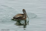 USCA01130229 bruine pelikaan / Pelecanus occidentalis