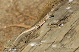 USCA081783 Western whiptail / Aspidoscelis tigris
