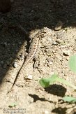 USCA081792 Westelijke haagleguaan / Sceloporus occidentalis