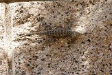USCA081799 Westelijke haagleguaan / Sceloporus occidentalis