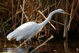 USCA12131970 grote zilverreiger / Ardea alba