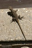 USCA12131986 Westelijke haagleguaan / Sceloporus occidentalis