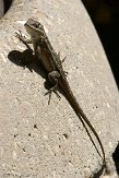 USCA12131989 Westelijke haagleguaan / Sceloporus occidentalis