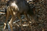 USCA12132001 Muildierhert / Odocoileus hemionus
