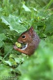 USCA05131662 grijze eekhoorn / Sciurus carolinensis