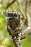 USCA05131693 grijze eekhoorn / Sciurus carolinensis