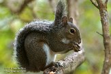 USCA05131702 grijze eekhoorn / Sciurus carolinensis