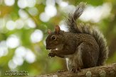 USCA05131711 grijze eekhoorn / Sciurus carolinensis