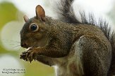 USCA05131714 grijze eekhoorn / Sciurus carolinensis