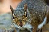 USCA05131716 grijze eekhoorn / Sciurus carolinensis