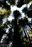 USCA06131791 Avenue of the Giants - Humboldt Redwoods State Park