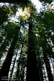 USCA06131796 Avenue of the Giants - Humboldt Redwoods State Park