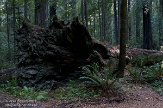 USCA06131798 Avenue of the Giants - Humboldt Redwoods State Park