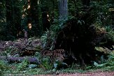 USCA06131805 Avenue of the Giants - Humboldt Redwoods State Park