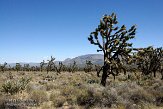 USCA09131866 Joshua Tree - Mojave National Preserve