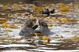USCA02130712 zuidelijke zeeotter / Enhydra lutris nereis