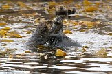 USCA02130713 zuidelijke zeeotter / Enhydra lutris nereis