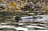 USCA02130724 zuidelijke zeeotter / Enhydra lutris nereis