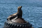 USCA02131122 Californische zeeleeuw / Zalophus californianus