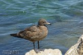 USCA02131132 Heermanns meeuw / Larus heermanni