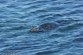 USCA02131146 gewone zeehond / Phoca vitulina