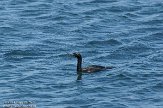 USCA02131149 pelagische aalscholver / Phalacrocorax pelagicus