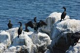 USCA02131165 Brands aalscholver / Phalacrocorax penicillatus