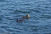 USCA02131169 zuidelijke zeeotter / Enhydra lutris nereis