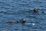 USCA02131174 zuidelijke zeeotter / Enhydra lutris nereis