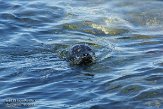 USCA02131186 gewone zeehond / Phoca vitulina