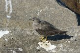 USCA02131188 brandingloper / Calidris virgata