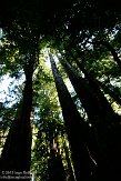 USCA05131564 Muir Woods National Monument