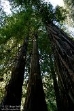 USCA05131566 Muir Woods National Monument