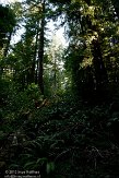 USCA05131569 Muir Woods National Monument