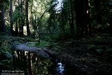 USCA05131571 Muir Woods National Monument