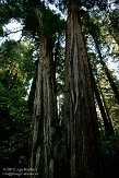 USCA05131572 Muir Woods National Monument