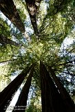USCA05131587 Muir Woods National Monument