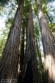 USCA05131595 Muir Woods National Monument
